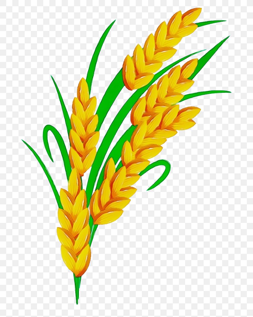 Wheat, PNG, 717x1024px, Watercolor, Flower, Flowering Plant, Food Grain, Grass Family Download Free