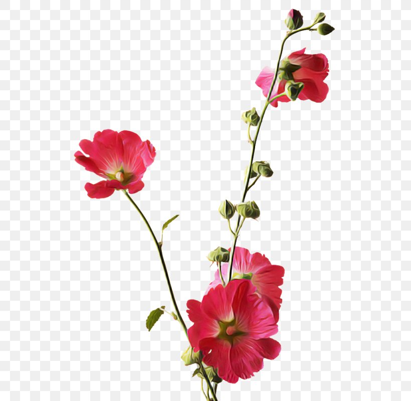 Flower Flowering Plant Plant Petal Pink, PNG, 560x800px, Flower, Annual Plant, Cut Flowers, Flowering Plant, Hollyhocks Download Free