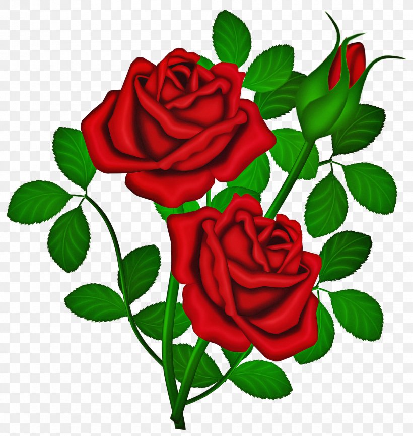 Garden Roses, PNG, 1748x1844px, Flower, Flowering Plant, Garden Roses, Hybrid Tea Rose, Petal Download Free