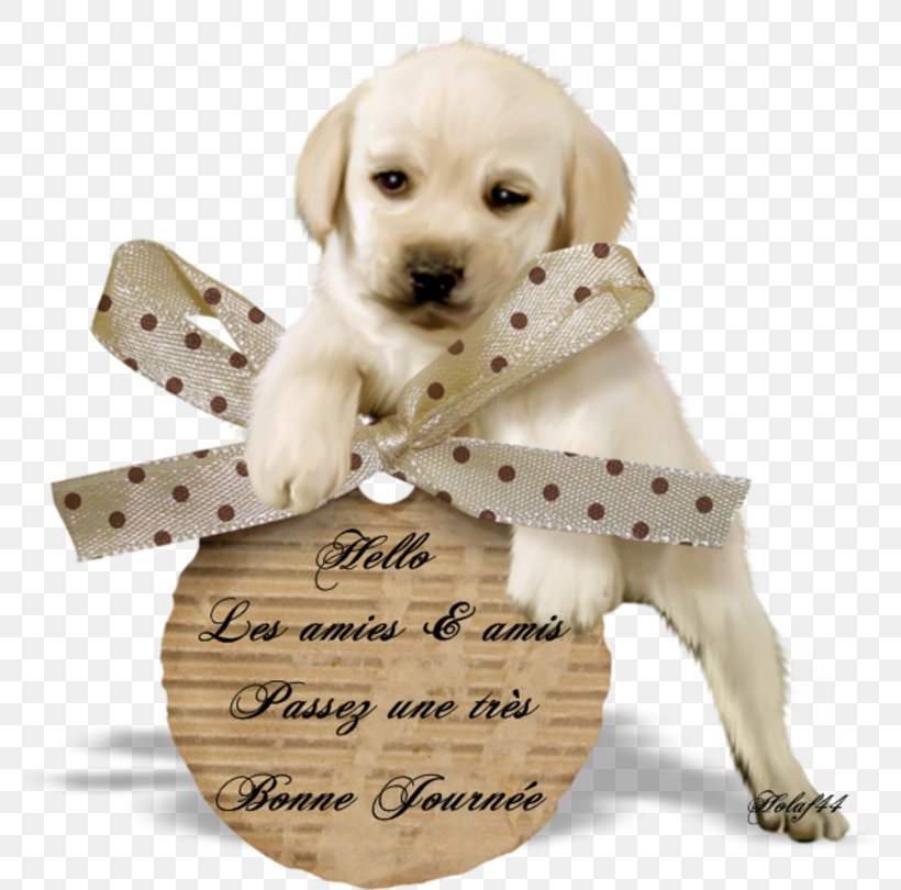 Labrador Retriever Puppy Companion Dog .de Centerblog, PNG, 800x810px, Watercolor, Cartoon, Flower, Frame, Heart Download Free