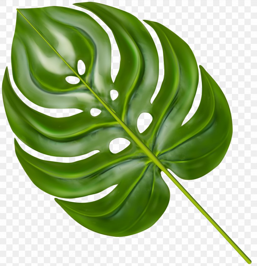 Leaf Palm Branch Clip Art Palm Trees, PNG, 4829x5000px, Leaf, Coconut, Diagram, Frond, Green Download Free