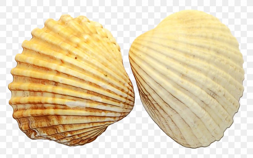 Snail Cartoon, PNG, 2100x1313px, Cockle, Baltic Clam, Bivalve, Clam, Conchiglie Download Free