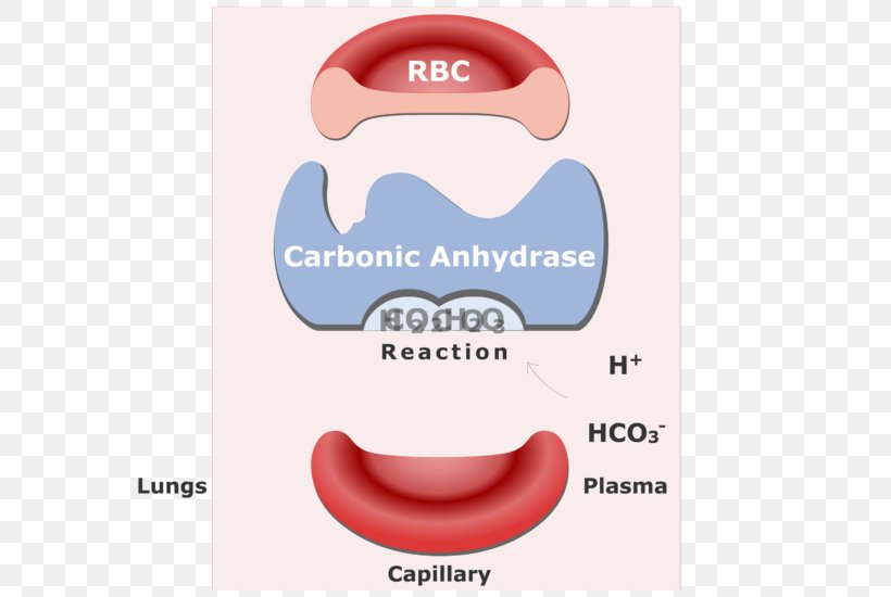 Bicarbonate Carbonic Anhydrase Red Blood Cell Carbon Dioxide Reversible Reaction, PNG, 666x550px, Bicarbonate, Blood, Blood Cell, Brand, Carbon Dioxide Download Free