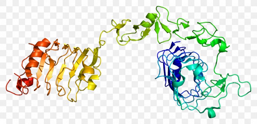 Insulin-like Growth Factor 1 Receptor Insulin Receptor, PNG, 1113x539px, Insulinlike Growth Factor 1, Area, Art, Cell, Cell Surface Receptor Download Free