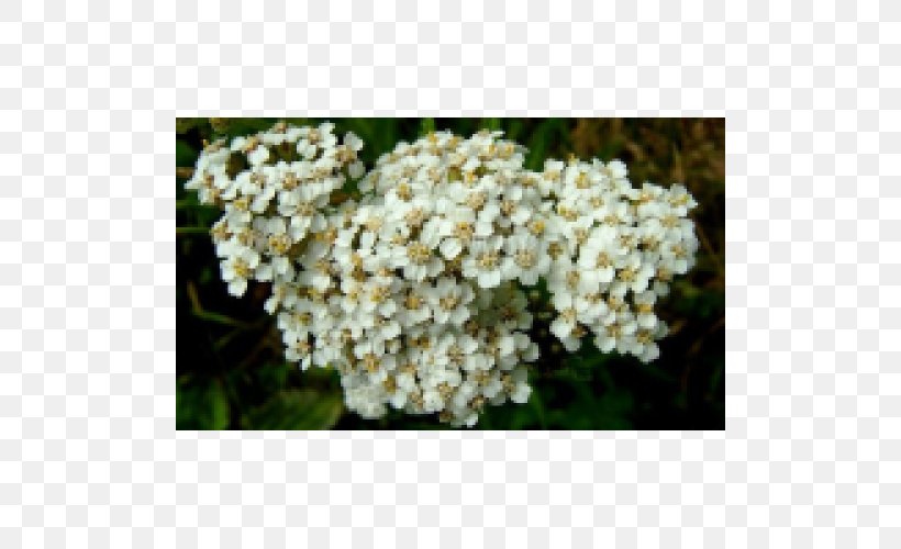 Yarrow عرق Chicory Perennial Plant Viburnum Lentago, PNG, 500x500px, Yarrow, Alyssum, Chicory, Dill, Flower Download Free