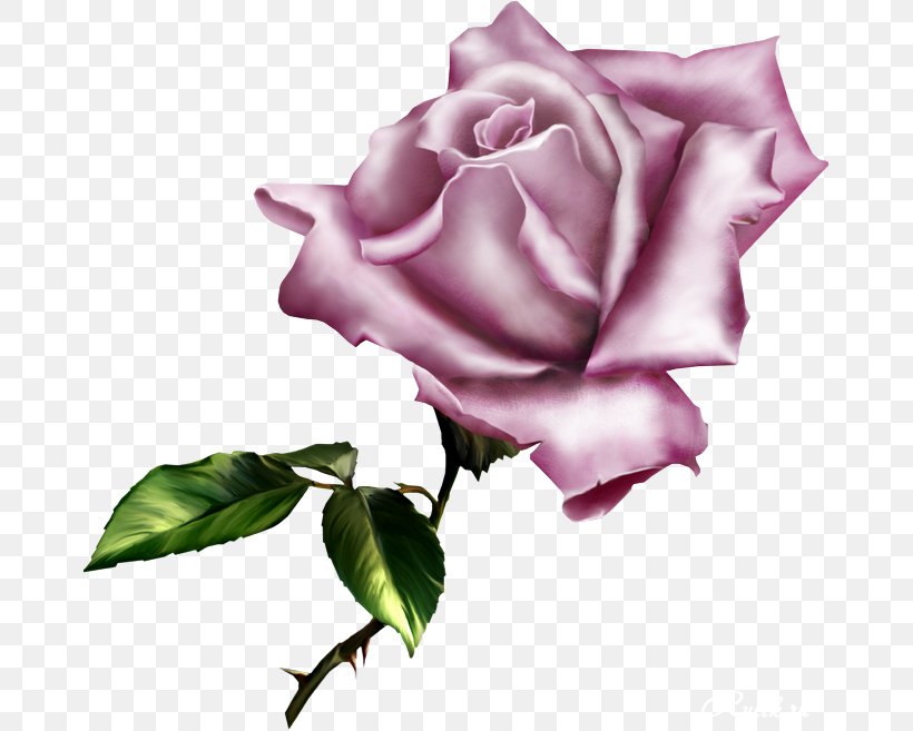Flower Centifolia Roses Clip Art, PNG, 670x657px, Flower, Art, Blue Rose, Centifolia Roses, Cut Flowers Download Free