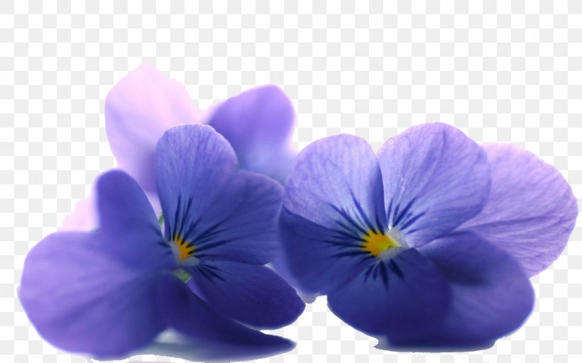 Flower Desktop Wallpaper Petal Violet Blue, PNG, 1920x1200px, Flower, Black, Blue, Color, Flowering Plant Download Free