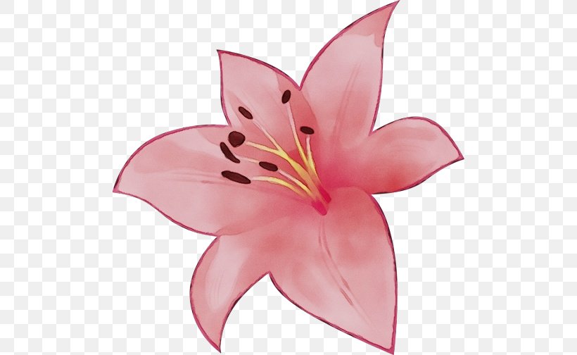 Lily Petal Pink Flower Plant, PNG, 500x504px, Watercolor, Daylily, Flower, Flowering Plant, Lily Download Free