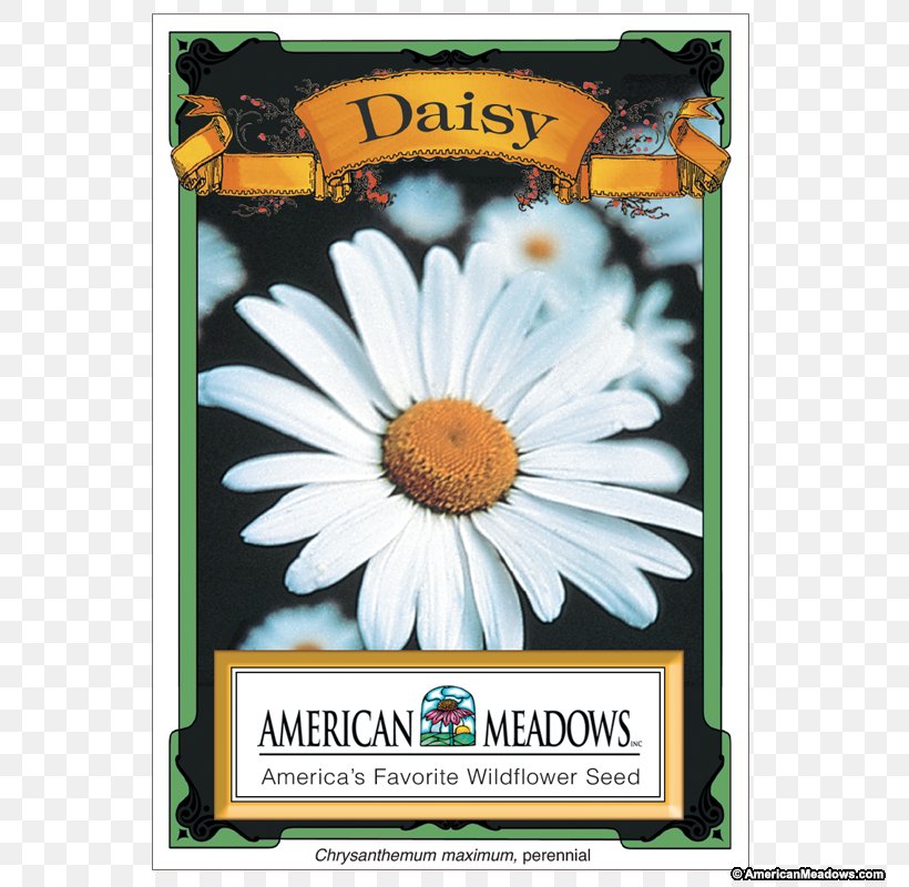 Common Daisy Shasta Daisy Oxeye Daisy Seed Chrysanthemum, PNG, 800x800px, Common Daisy, Advertising, Chrysanthemum, Chrysanths, Daisy Download Free