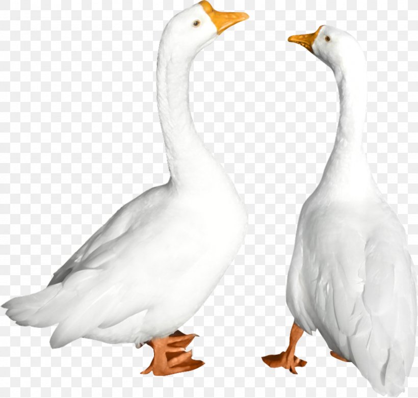 Duck Goose Cygnini Bird, PNG, 1436x1368px, Duck, Beak, Bird, Cygnini, Ducks Geese And Swans Download Free