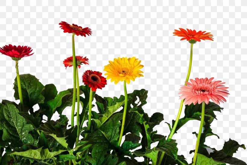 Gerbera Jamesonii Common Daisy Chrysanthemum Flower, PNG, 1000x667px, Gerbera Jamesonii, Annual Plant, Chrysanthemum, Chrysanths, Common Daisy Download Free