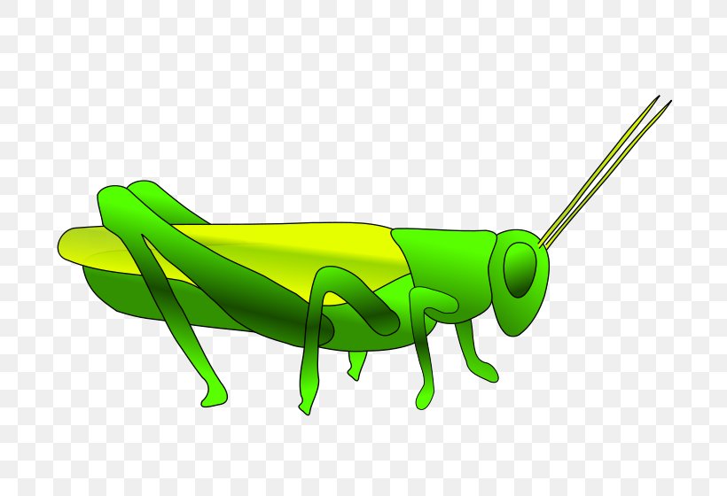 Grasshopper Clip Art, PNG, 800x560px, Grasshopper, Cricket, Cricket Like Insect, Drawing, Fauna Download Free