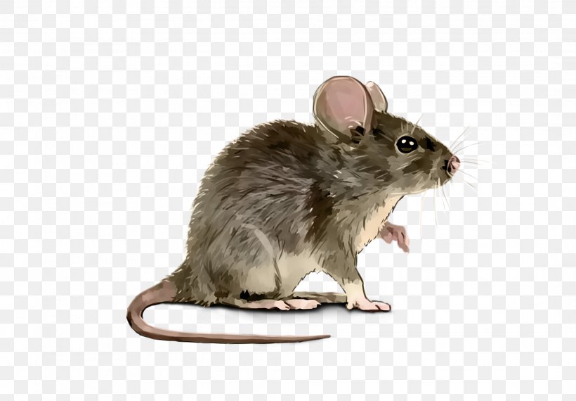 Rat House Mouse Gerbil Pest, PNG, 2133x1484px, Rat, Chinchilla, Common Degu, Degu, Dormouse Download Free
