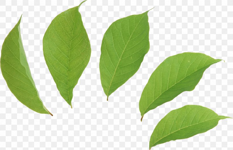 Leaf Tea Green Euclidean Vector, PNG, 2572x1662px, Leaf, Autumn Leaf Color, Green, Image Resolution, Limbe Download Free