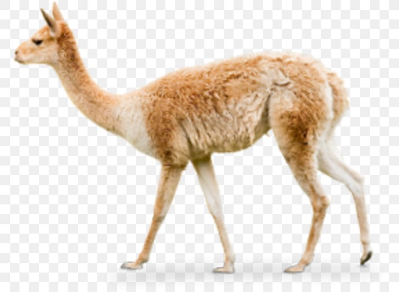 Llama Alpaca Guanaco Hellabrunn Zoo Image, PNG, 768x600px, Llama, Alpaca, Animal, Camel Like Mammal, Fauna Download Free