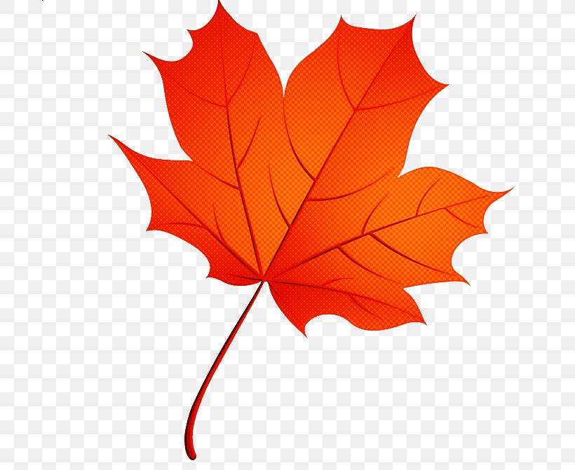 Maple Leaf, PNG, 700x671px, Leaf, Black Maple, Deciduous, Maple, Maple Leaf Download Free