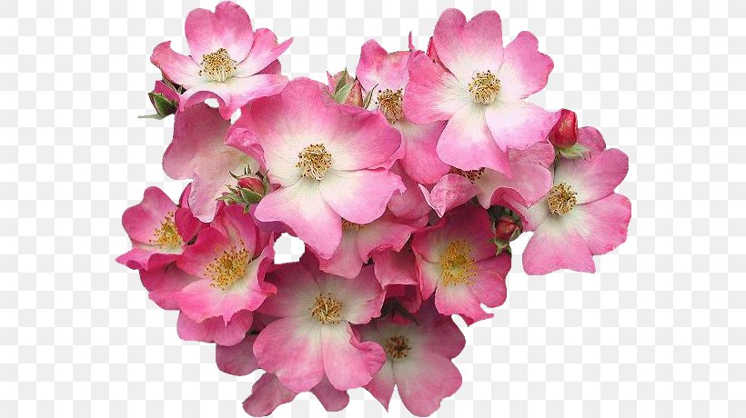 Pink Flowers Clip Art, PNG, 568x460px, Flower, Blossom, Cherry Blossom, Dogwood, Floral Design Download Free