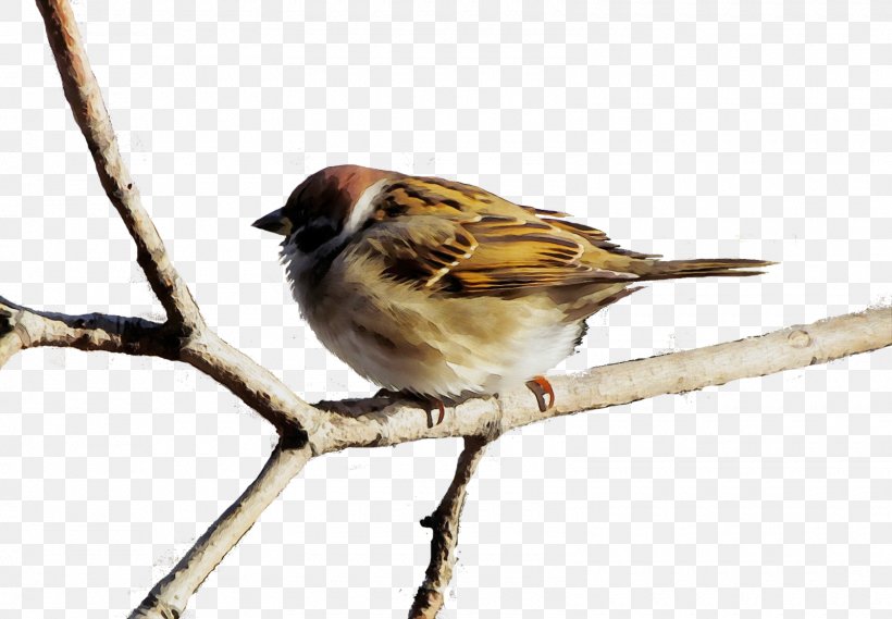 Bird House Sparrow Sparrow Beak Emberizidae, PNG, 1600x1112px, Watercolor, Beak, Bird, Emberizidae, Finch Download Free