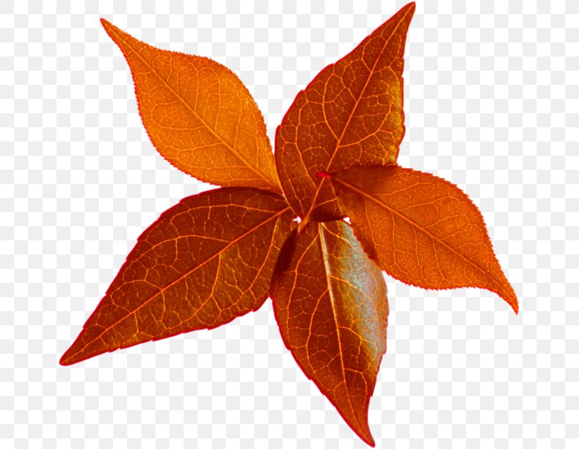 Leaf Autumn Leaves LiveInternet Clip Art, PNG, 653x635px, Leaf, Autumn, Autumn Leaves, Blog, Diary Download Free