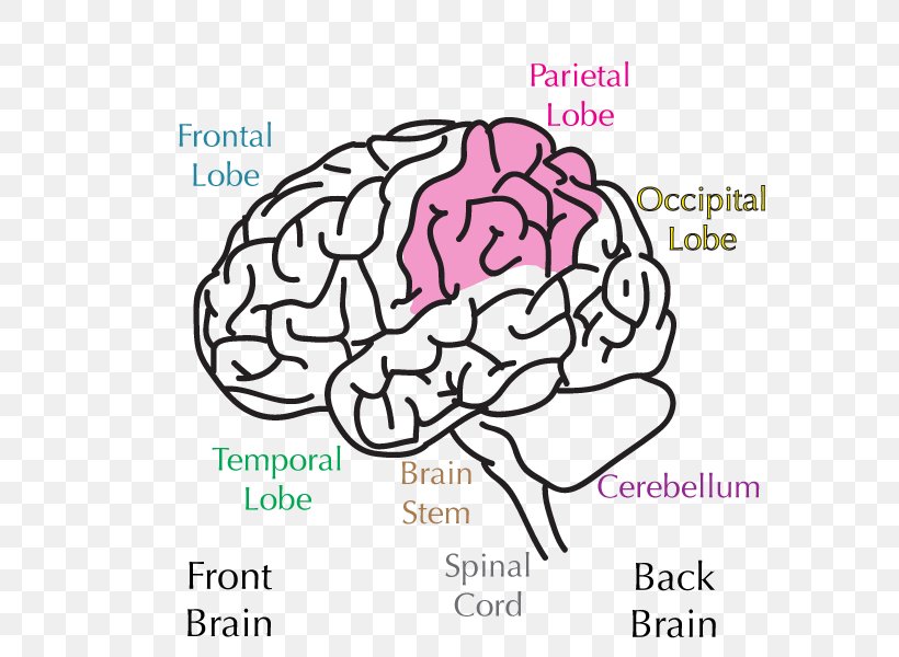 Lobes Of The Brain Parietal Lobe Parietal Bone Frontal Lobe, PNG, 600x600px, Watercolor, Cartoon, Flower, Frame, Heart Download Free