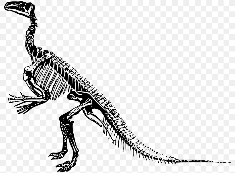 Tyrannosaurus Velociraptor Skeleton Dinosaur Allosaurus, PNG, 800x605px, Tyrannosaurus, Allosaurus, Artwork, Black And White, Bone Download Free