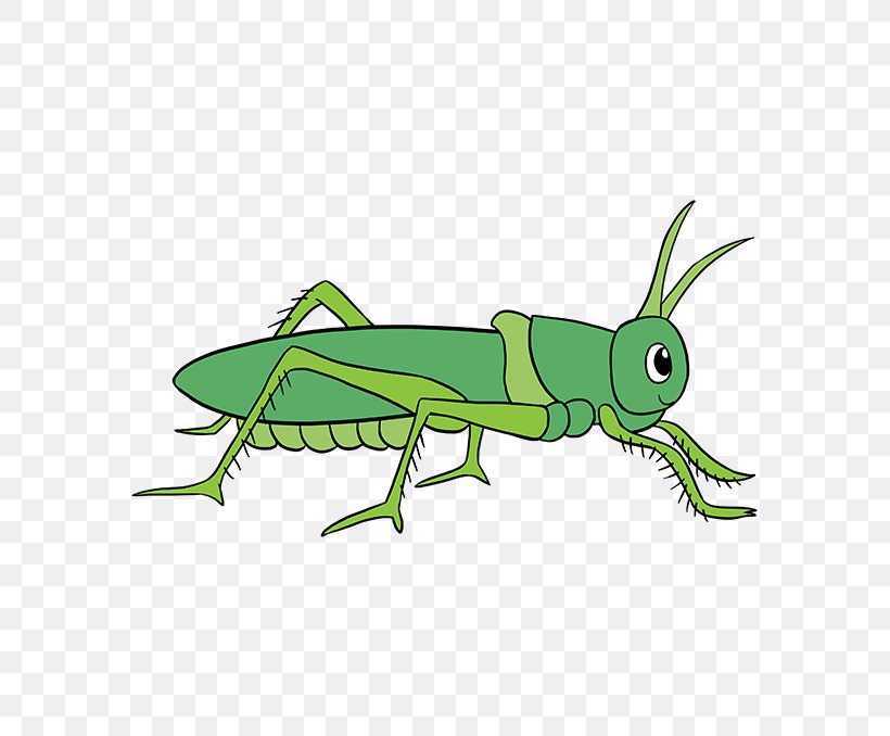 Grasshopper Insect Drawing Film Image, PNG, 680x678px, Grasshopper, Arthropod, Cartoon, Cricket, Cricketlike Insect Download Free