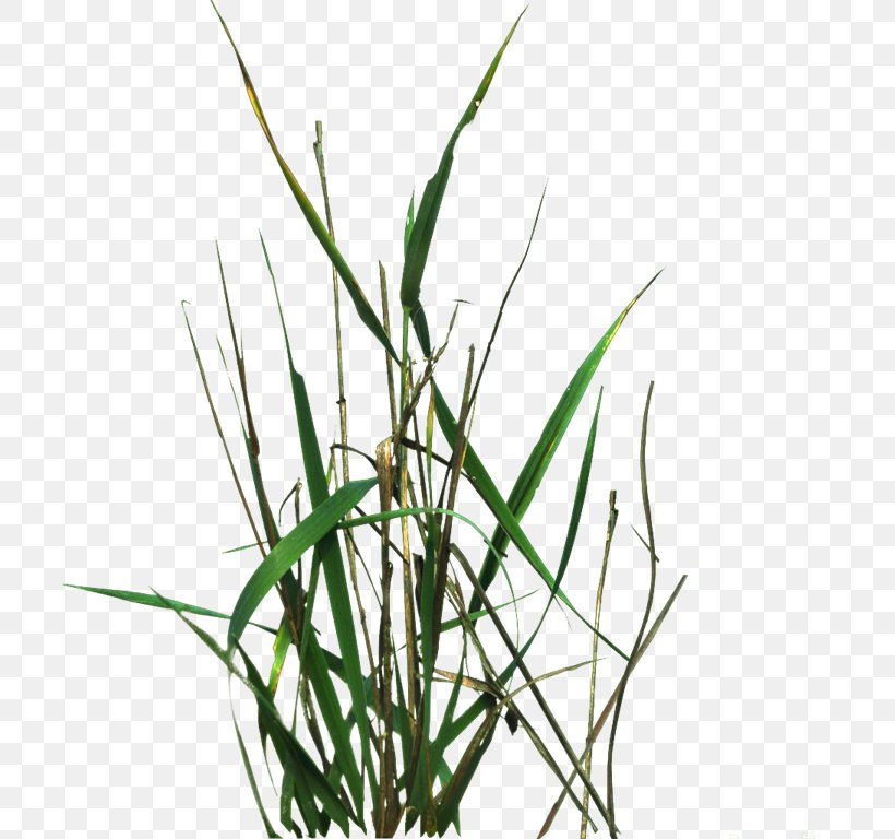 Lawngrass Texture Mapping, PNG, 768x768px, 2d Computer Graphics, 3d Computer Graphics, Lawn, Commodity, Grass Download Free