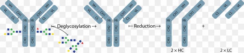 Monoclonal Antibody Glycan Structure Mass Spectrometry, PNG, 1408x309px, Watercolor, Cartoon, Flower, Frame, Heart Download Free