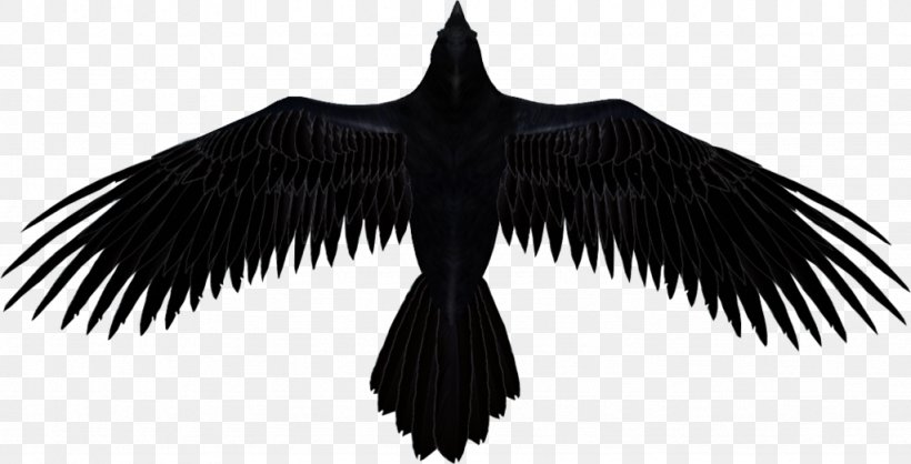 Common Raven Baltimore Ravens The Raven Clip Art, PNG, 1024x523px, Common Raven, Art, Baltimore Ravens, Beak, Bird Download Free