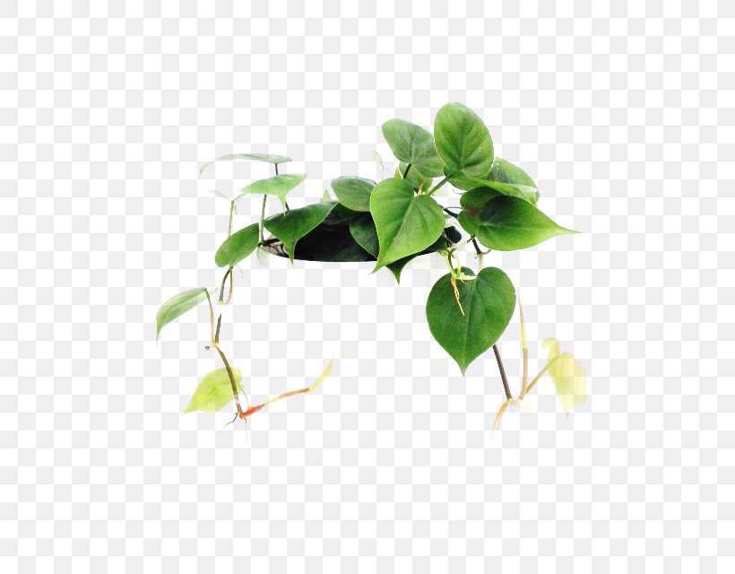 Leaf Flowerpot Plant Stem Herb Branching, PNG, 640x640px, Leaf, Branch, Branching, Flowerpot, Herb Download Free