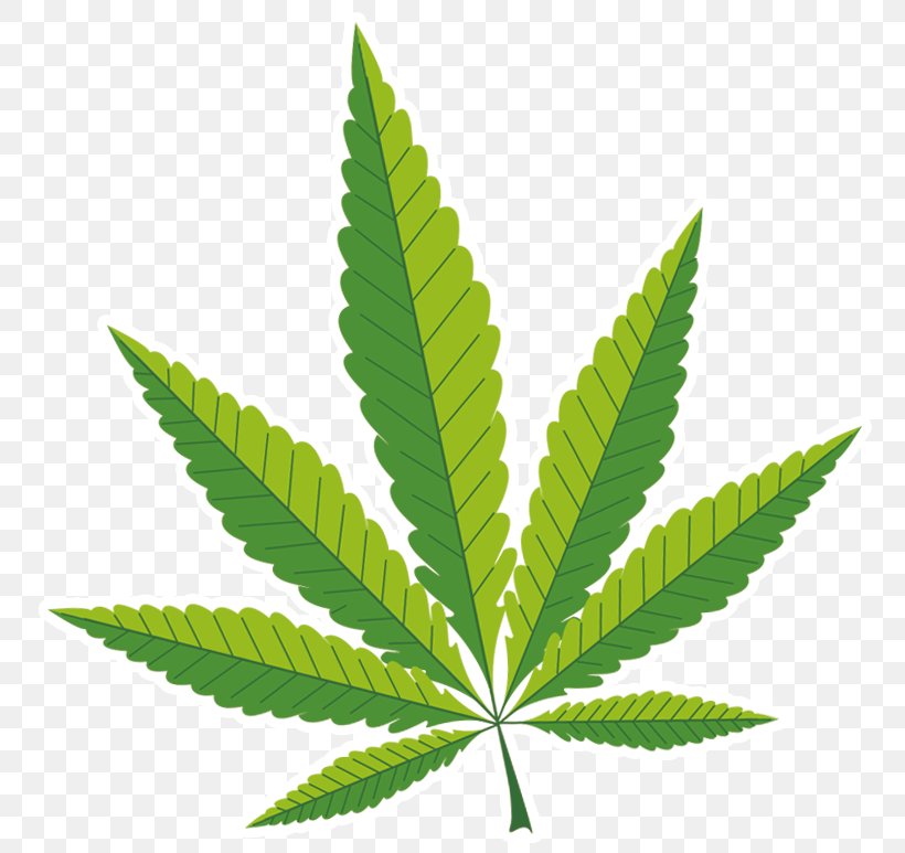 Medical Cannabis Clip Art Hemp Cannabidiol, PNG, 777x773px, Cannabis, Cannabidiol, Cannabis Sativa, Drug, Drug Withdrawal Download Free