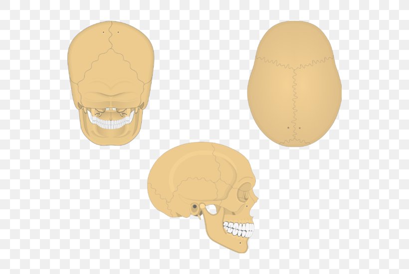 Parietal Bone Anatomy Skull Parietal Lobe, PNG, 550x550px, Parietal Bone, Anatomy, Bone, Brain, Carpal Bones Download Free