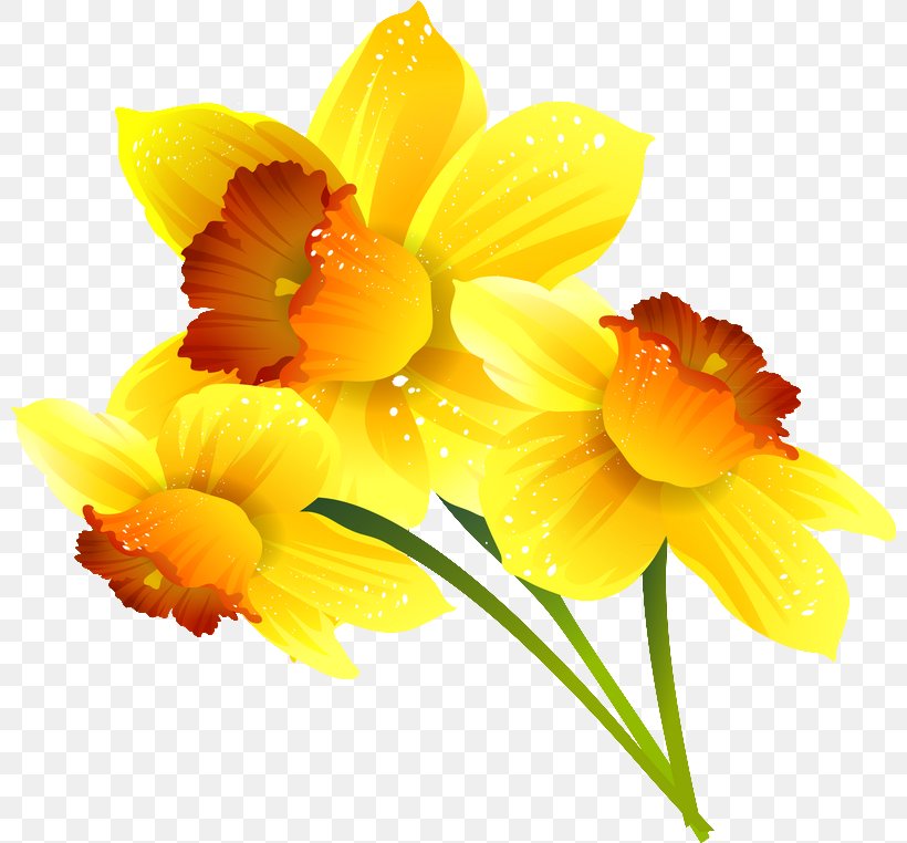 Daffodil Google Slides Flower Digital Image, PNG, 800x762px, Daffodil, Adversary, Amaryllis Family, Cut Flowers, Digital Image Download Free