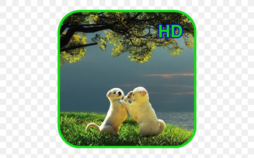 Desktop Wallpaper 4K Resolution 1080p Ultra-high-definition Television, PNG, 512x512px, 4k Resolution, Android, Computer, Display Resolution, Ecosystem Download Free
