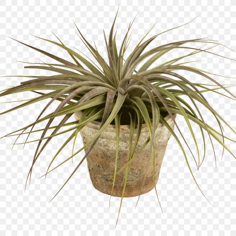 Flowerpot Arecaceae Houseplant Grasses, PNG, 1024x1024px, Flowerpot, Arecaceae, Arecales, Family, Flower Download Free