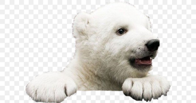 Ice Bear: A Natural And Unnatural History Of The Polar Bear Brown Bear American Black Bear Giant Panda, PNG, 612x432px, Polar Bear, Abc Islands, American Black Bear, Animal, Bear Download Free