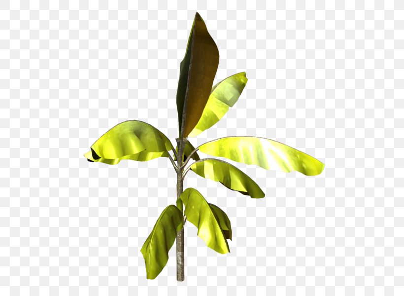 Leaf Plant Stem Tree, PNG, 525x600px, Leaf, Plant, Plant Stem, Tree Download Free