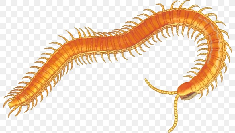 Millipedes And Centipedes A Centipede Clip Art, PNG, 800x466px, Centipedes, Centipede, Centipede Bite, Free Content, Invertebrate Download Free
