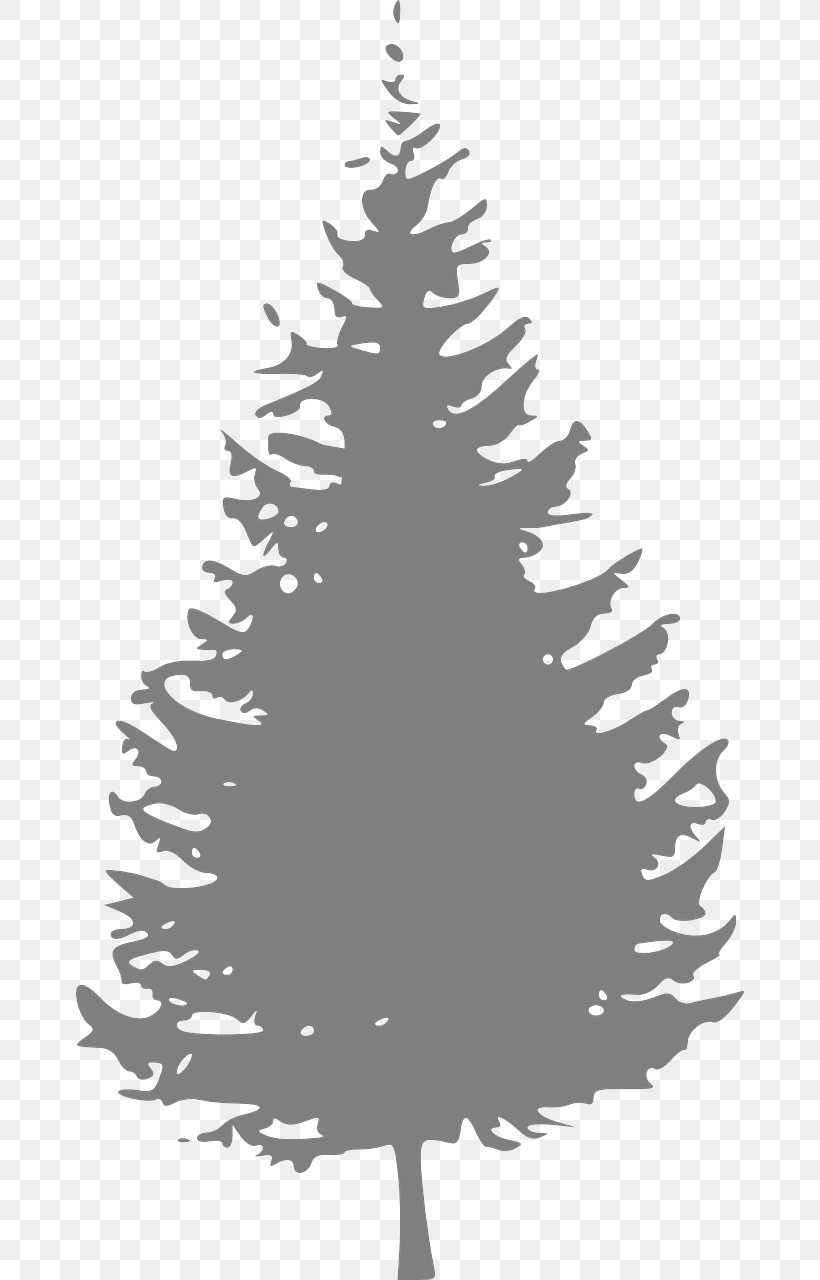 Pine Tree Fir Clip Art, PNG, 668x1280px, Pine, Black And White, Branch, Cedar, Christmas Decoration Download Free