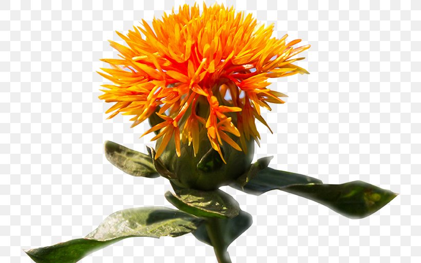 Safflower Bioceres S.A. Crop Annual Plant Pharming, PNG, 738x513px, Safflower, Agriculture, Annual Plant, Biotechnology, Blanket Flowers Download Free