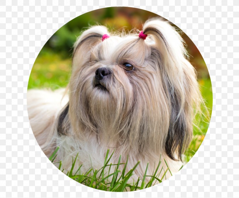 Shih Tzu Shih-poo Lhasa Apso Bichon Frise Maltese Dog, PNG, 846x703px, Shih Tzu, American Kennel Club, Bichon Frise, Biewer Terrier, Bolonka Download Free