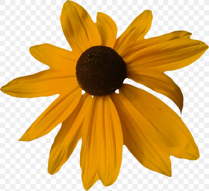 Yellow Chrysanthemum Gratis, PNG, 1899x1730px, Yellow, Chrysanthemum, Daisy, Daisy Family, Designer Download Free