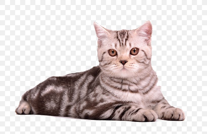 Cat Kitten Puppy, PNG, 800x530px, Cat, American Shorthair, American Wirehair, Asian, Australian Mist Download Free