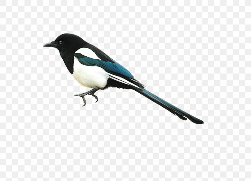 Eurasian Magpie Bird Clip Art, PNG, 828x597px, Eurasian Magpie, Autocad Dxf, Beak, Bird, Crow Like Bird Download Free