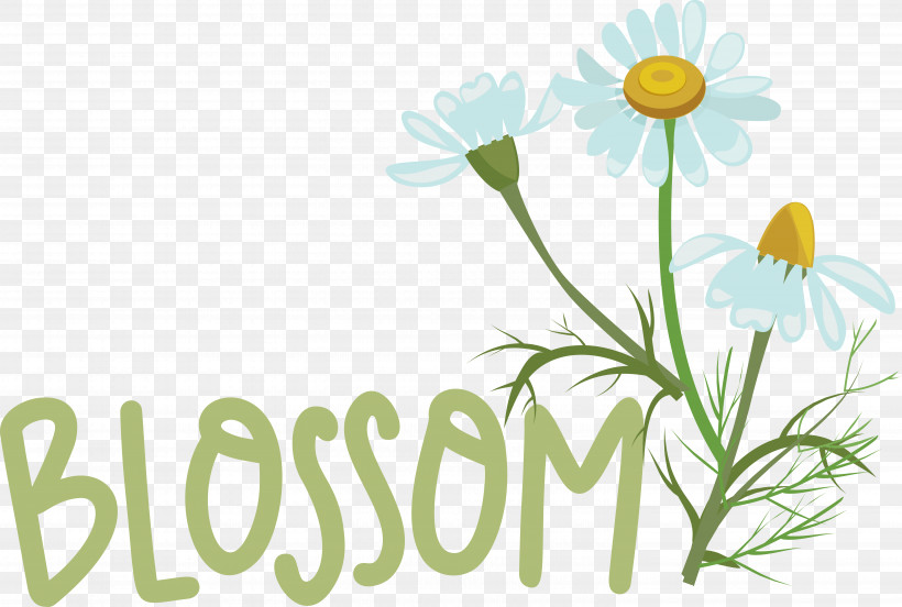 Floral Design, PNG, 5903x3974px, Floral Design, Chamomiles, Cut Flowers, Flower, Meadow Download Free