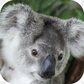 Koala - Koala Taronga Zoo Sydney Giant Panda Wombat San Diego Zoo PNG