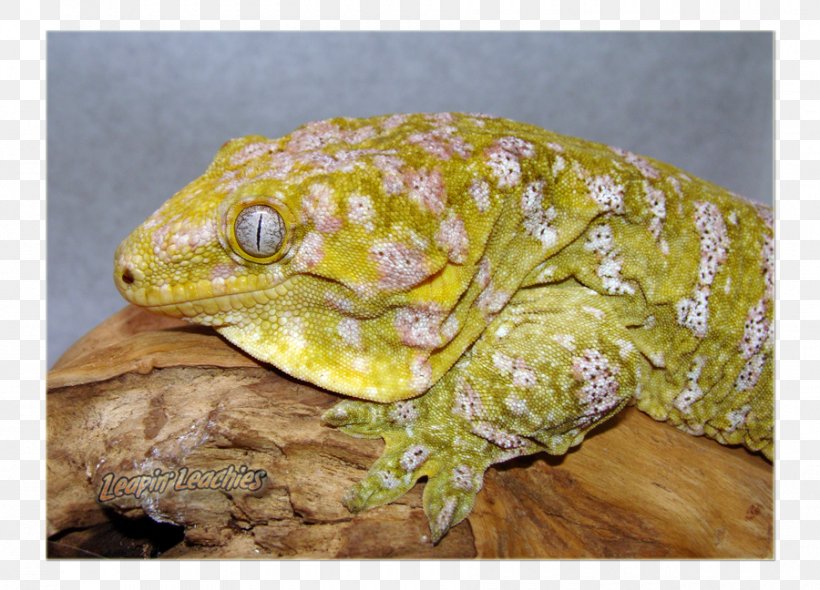 Reptile Rhacodactylus Leachianus Gecko New Caledonia Animal, PNG, 900x648px, Reptile, Amphibian, Animal, Bullfrog, Common Iguanas Download Free