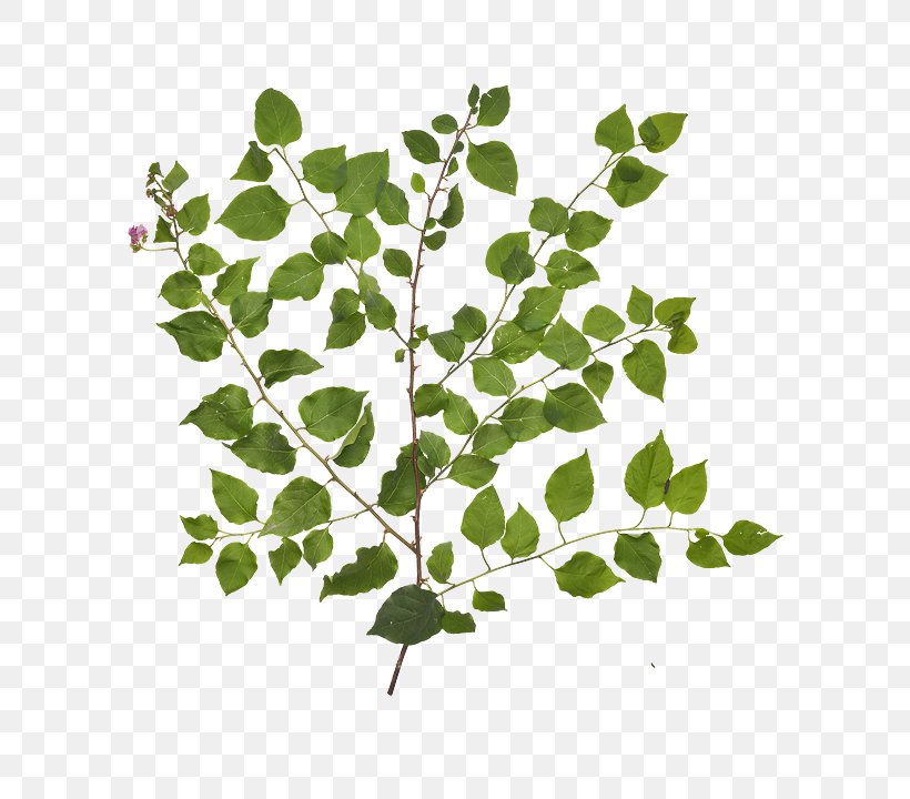 Twig Plant Stem Leaf Plants, PNG, 720x720px, Twig, Annual Plant, Botany, Branch, Flower Download Free