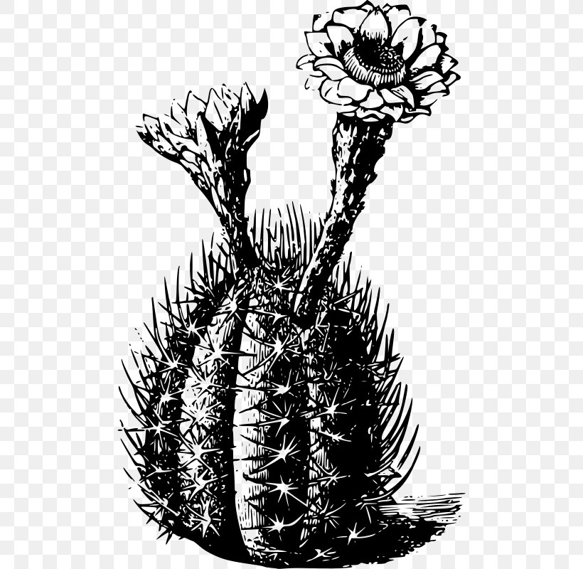 Cactaceae T-shirt Saguaro Thorns, Spines, And Prickles Plant, PNG, 490x800px, Cactaceae, Black And White, Color, Epiphyllum, Flora Download Free