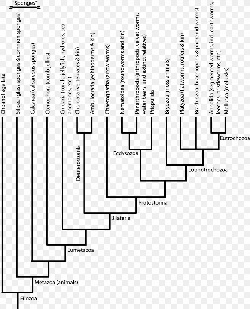 Cambrian Explosion Phylogenetic Tree Ediacaran Biota Animal, PNG, 1450x1795px, Cambrian Explosion, Animal, Area, Black And White, Cambrian Download Free